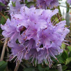 Rododendro morado 'Penheale Blue'